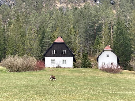 Kirschblüten-Wanderung IMG_8234.jpg